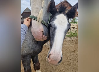 Shire Horse, Yegua, 2 años, 170 cm, Musgo