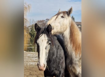 Shire Horse, Yegua, 2 años, 170 cm, Musgo