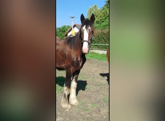 Shire Horse, Yegua, 2 años, 180 cm, Castaño