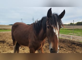 Shire Horse, Yegua, 2 años, 185 cm, Castaño
