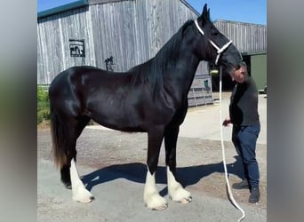 Shire Horse, Yegua, 2 años
