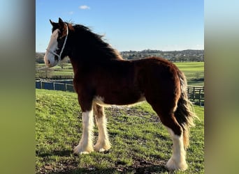 Shire Horse, Yegua, 2 años