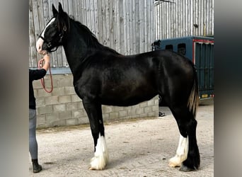 Shire Horse, Yegua, 2 años