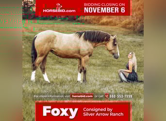 Shire Horse Mestizo, Yegua, 3 años, 157 cm, Buckskin/Bayo