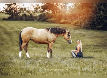 Shire Horse Mestizo, Yegua, 3 años, 157 cm, Buckskin/Bayo