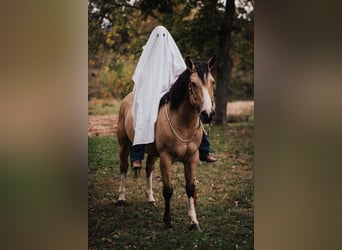 Shire Horse Mestizo, Yegua, 3 años, 157 cm, Buckskin/Bayo