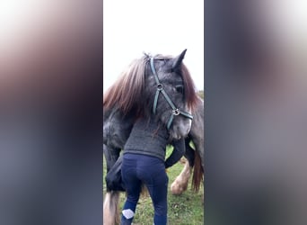 Shire Horse, Yegua, 3 años, 170 cm, Musgo