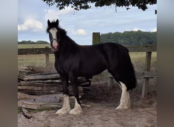 Shire Horse, Yegua, 3 años, 173 cm, Negro