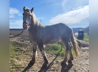Shire Horse, Yegua, 3 años, 177 cm, Tordo