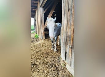 Shire Horse, Yegua, 3 años, 177 cm, Tordo