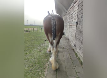 Shire Horse, Yegua, 3 años, 180 cm, Castaño-ruano
