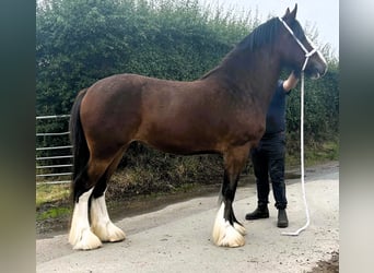 Shire Horse, Yegua, 3 años