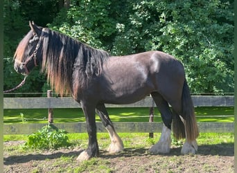 Shire Horse, Yegua, 3 años, Negro