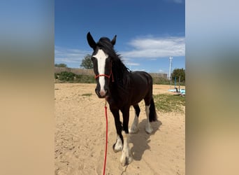 Shire Horse, Yegua, 3 años, Negro