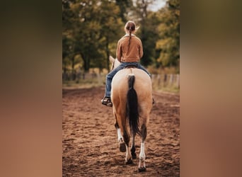 Shire Horse Mestizo, Yegua, 4 años, 157 cm, Buckskin/Bayo