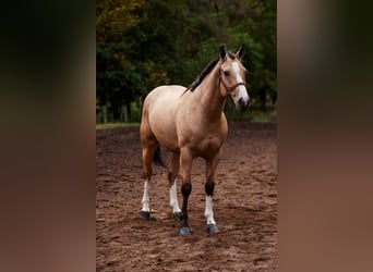 Shire Horse Mestizo, Yegua, 4 años, 157 cm, Buckskin/Bayo