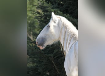 Shire Horse, Yegua, 4 años, 168 cm, Tordo