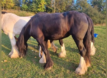 Shire Horse, Yegua, 4 años, 171 cm, Negro