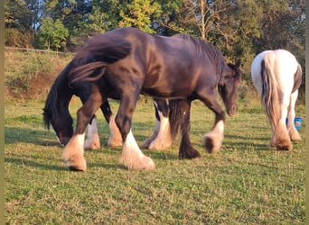 Shire Horse, Yegua, 4 años, 171 cm, Negro