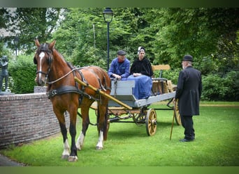 Shire Horse Mestizo, Yegua, 4 años, 175 cm, Castaño