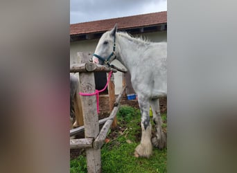 Shire Horse, Yegua, 4 años, 177 cm, Tordo