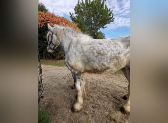 Shire Horse, Yegua, 4 años, 179 cm, Tordo