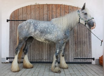 Shire Horse, Yegua, 4 años, 180 cm, Tordo Shire Horse, Yegua, 4 años, 180 cm, Tordo