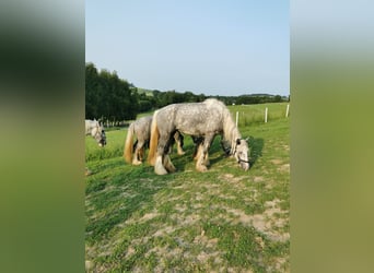 Shire Horse, Yegua, 4 años, 180 cm, Tordo Shire Horse, Yegua, 4 años, 180 cm, Tordo