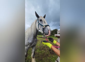 Shire Horse, Yegua, 4 años, 180 cm, Tordo Shire Horse, Yegua, 4 años, 180 cm, Tordo
