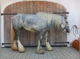 Shire Horse, Yegua, 4 años, 180 cm, Tordo Shire Horse, Yegua, 4 años, 180 cm, Tordo
