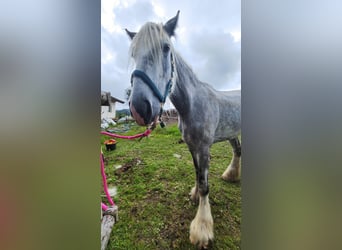 Shire Horse, Yegua, 4 años, 180 cm, Tordo Shire Horse, Yegua, 4 años, 180 cm, Tordo