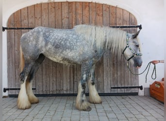 Shire Horse, Yegua, 4 años, 180 cm, Tordo
