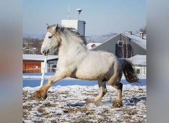 Shire Horse, Yegua, 4 años, Tordo