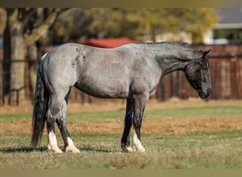 Shire Horse, Yegua, 5 años, 160 cm, Ruano azulado