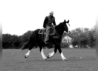 Shire Horse Mestizo, Yegua, 5 años, 163 cm, Negro