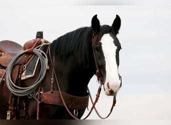 Shire Horse Mestizo, Yegua, 5 años, 163 cm, Negro