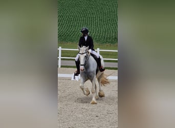 Shire Horse, Yegua, 5 años, 172 cm, Tordo