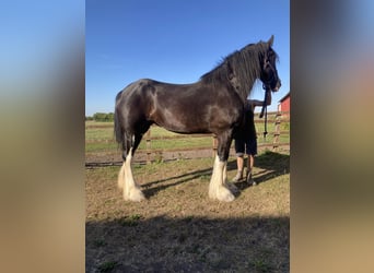 Shire Horse, Yegua, 5 años, 183 cm, Negro