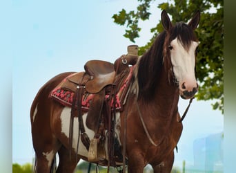 Shire Horse Mestizo, Yegua, 5 años, Pío