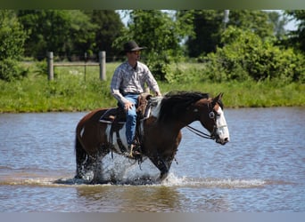 Shire Horse Mestizo, Yegua, 5 años, Pío
