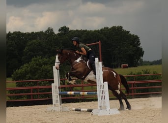 Shire Horse Mestizo, Yegua, 5 años, Pío