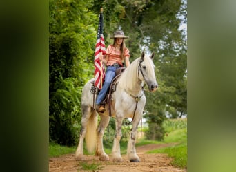 Shire Horse, Yegua, 6 años, 163 cm, Tordo