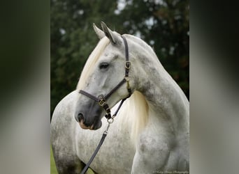 Shire Horse, Yegua, 6 años, 163 cm, Tordo