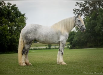 Shire Horse, Yegua, 6 años, 163 cm, Tordo