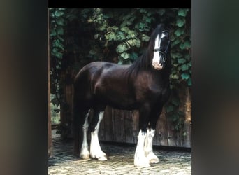 Shire Horse, Yegua, 6 años, 180 cm, Negro