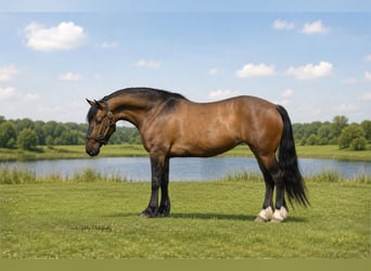 Shire Horse Mestizo, Yegua, 6 años, Bayo