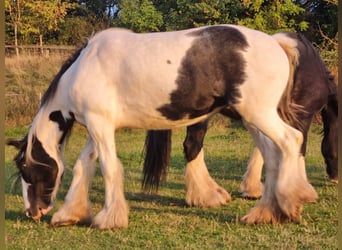 Shire Horse Mestizo, Yegua, 7 años, 167 cm, Pío