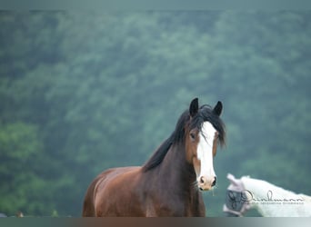 Shire Horse, Yegua, 7 años, 170 cm
