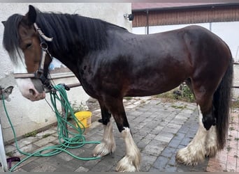 Shire Horse, Yegua, 7 años, 170 cm, Castaño