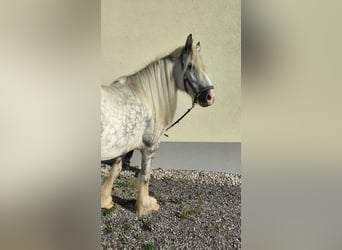 Shire Horse, Yegua, 7 años, 171 cm, Tordo
